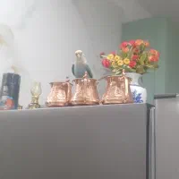 طوطی برزیلی