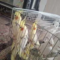 عروس هلندی البینودوکت