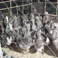 گله غاز|حیوانات مزرعه|بابلسر, |دیوار