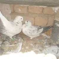 کبوتر