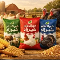 دان مرغ وجوجه یک روزه