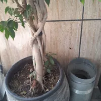 بنجامین ۲ متری ولیندا ۳۰ ساله|گل و گیاه طبیعی|تهران, سرو آزاد|دیوار