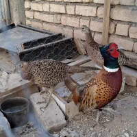 فروش پرنده