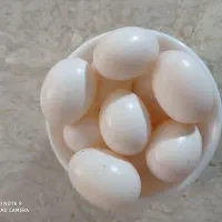 تخم تازه کبوتر