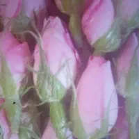 غنچه گل محمدی تازه
