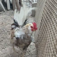 مرغ و خروس