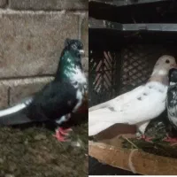 یه جفت کبوتر اس