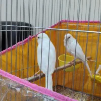 قناری نر و ماده