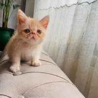 خاص ترین گونه پرشین