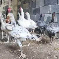 تخم مرغ لاری طوسی