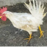 خروس سفید