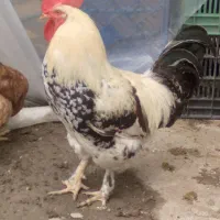 خروس ۱۶۰۰