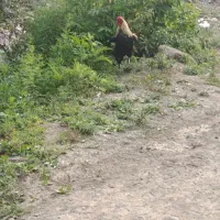خروس محلی