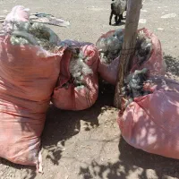 پشم اعلای گوسفندی