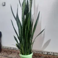 گل طبیعی
