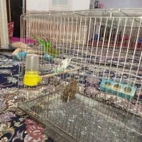 عروس هلندی و مرغ عشق