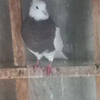 سلام چند عددکبوتر فروشی سالم پسندکسی بود لطفا