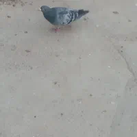 کفتر