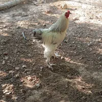 برهما اصل