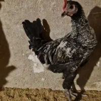 جوجه خروس گوشتی پا سیاه محلی