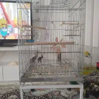 قفس پرنده، کاسکو، عروس هلندی، گرینچیک