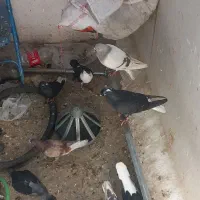 کبوتر ۱۶ عدد