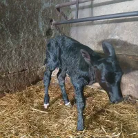 گوساله شیری