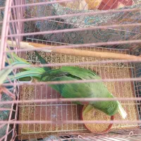 شاه طوطی جم
