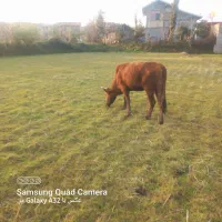 گوساله سه سال بفروش میرسد