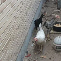 جفت مرغ و خروس لاری جوان همراه یک مرغ تخم گذار