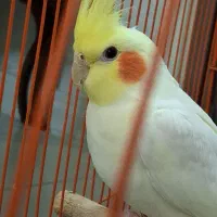 عروس هلندی