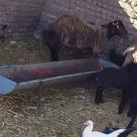 برهشیشکدودندان