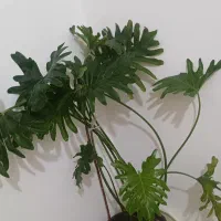 برگ انجیری بزرگ
