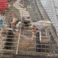 عروس هلندی یکساله