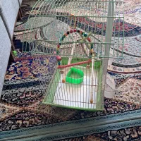 قفس