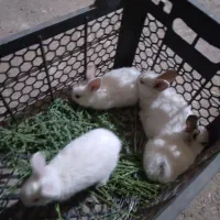 بچه خرگوش