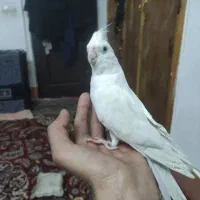 عروس هلندی جفت دستی