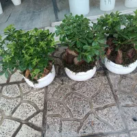 گل بنسایی/ دیفن گل پرطرفدار