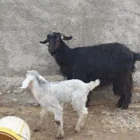 بز و بزغاله