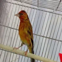 قناری سهره