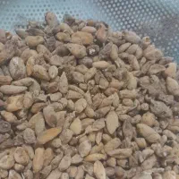 ثعلب فروشی
