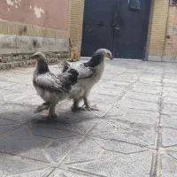 مرغ و خروس برهما اصیل