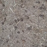 کودگوسفندی