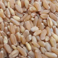 گندم ابی و عدس قرمز دیم درجه یک