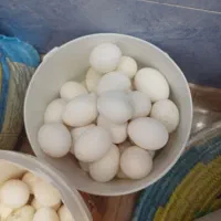 تخم مرغ محلی