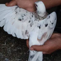 کبوتر سار هفت رنگ کفتر سار