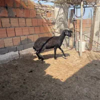 بره ماده