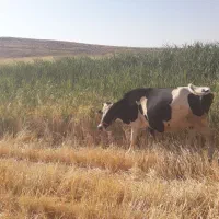 گاو گاو