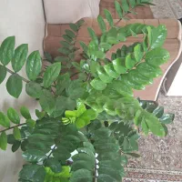 گل و گیاه|گل و گیاه طبیعی|مریوان, |دیوار