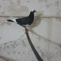 جوجه کبوتر پلنگ
